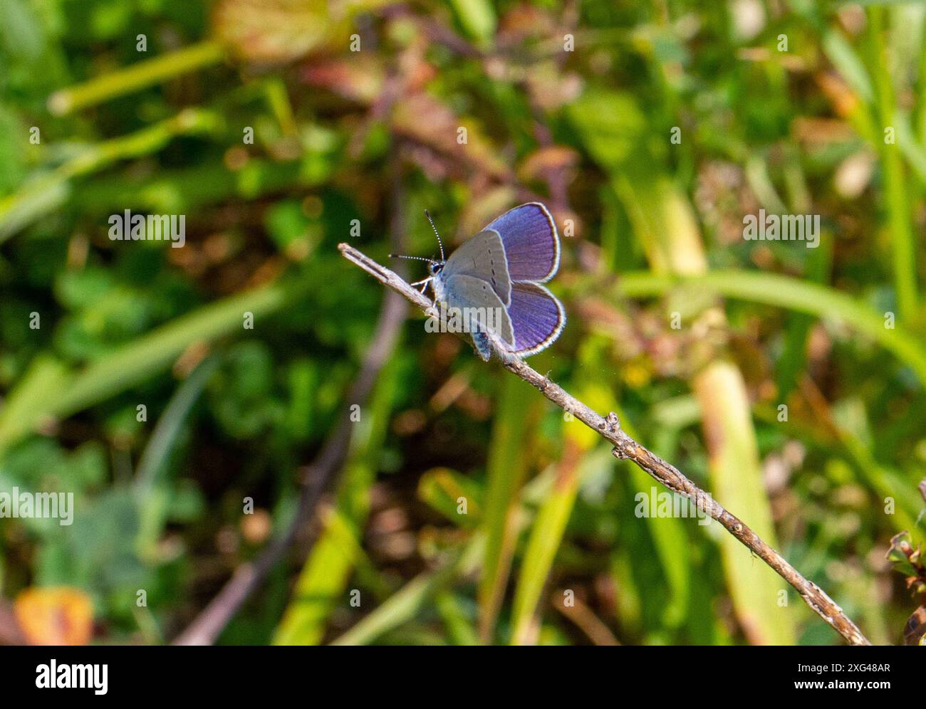 Le papillon bleu Osiris, Cupido osiris dans la région du Nord-est de l'Espagne un papillon rare du sud de l'Europe Banque D'Images