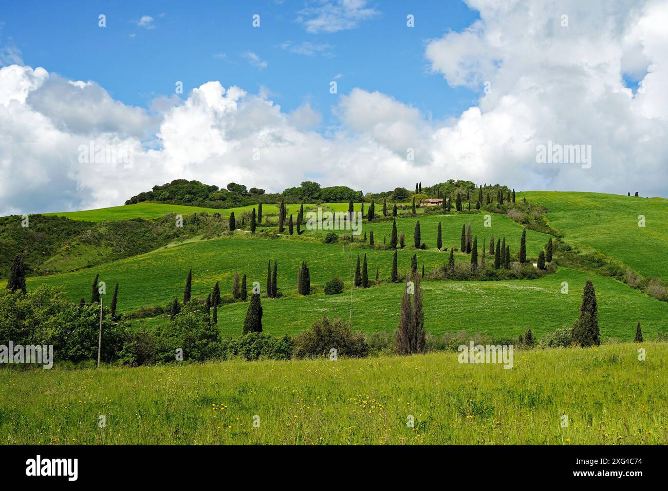 Zigzag de cyprès à la Foce Val d'Orcia Toscane Italie Banque D'Images