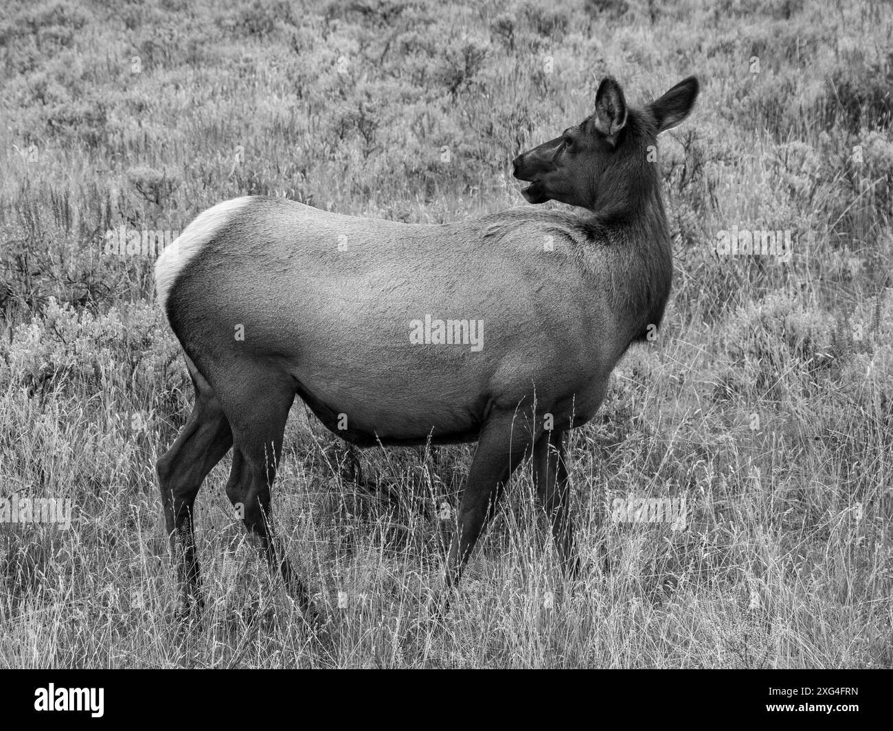 Les élans sont un site fréquent dans le parc national de Yellowstone et leur présence majestueuse est un spectacle bienvenu pour les amateurs de ville Banque D'Images