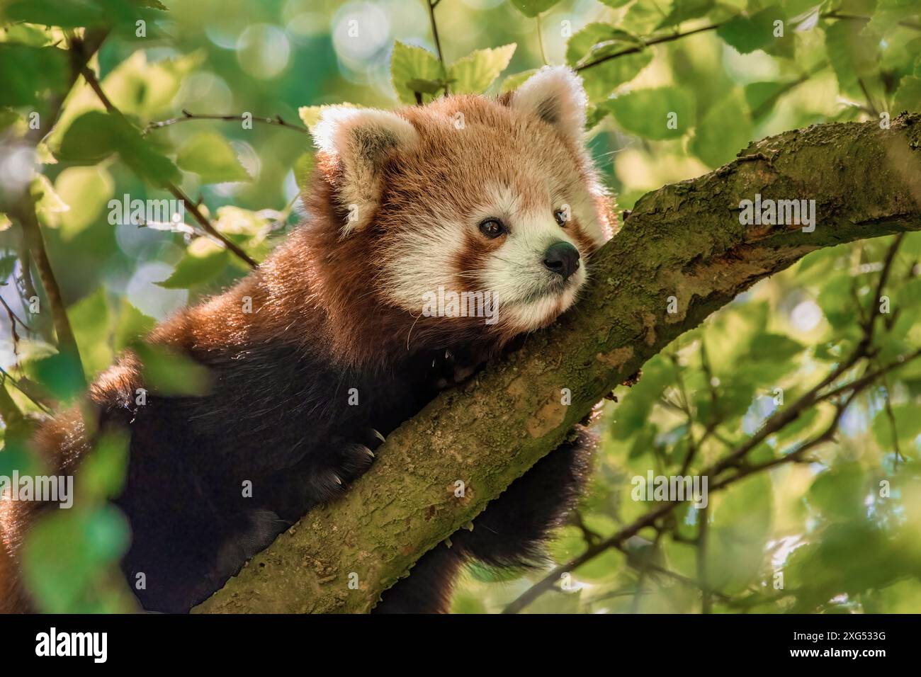 Panda rouge reposant dans l'arbre Banque D'Images