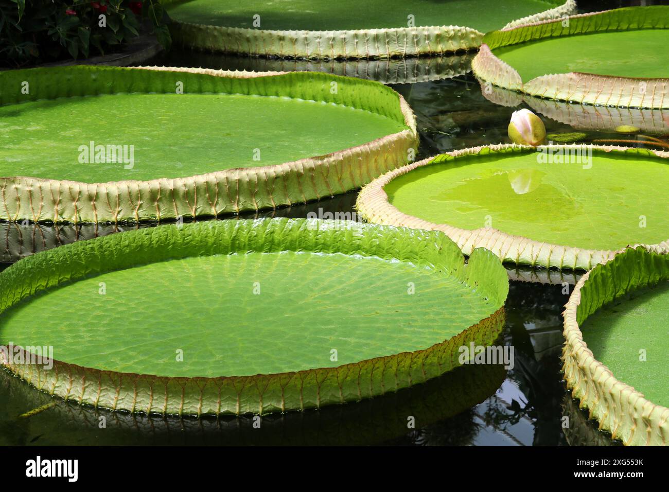 Nénuphar de Santa Cruz, Victoria cruziana, Nymphaeceae. Brésil à Argentine. Banque D'Images