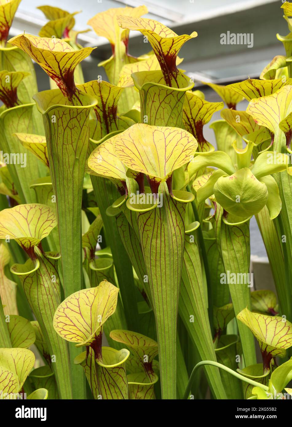 La sarracénie pourpre, jaune Sarracenia flava Apalachicola, Sarraceniaceae, sud-est de l'USA Banque D'Images