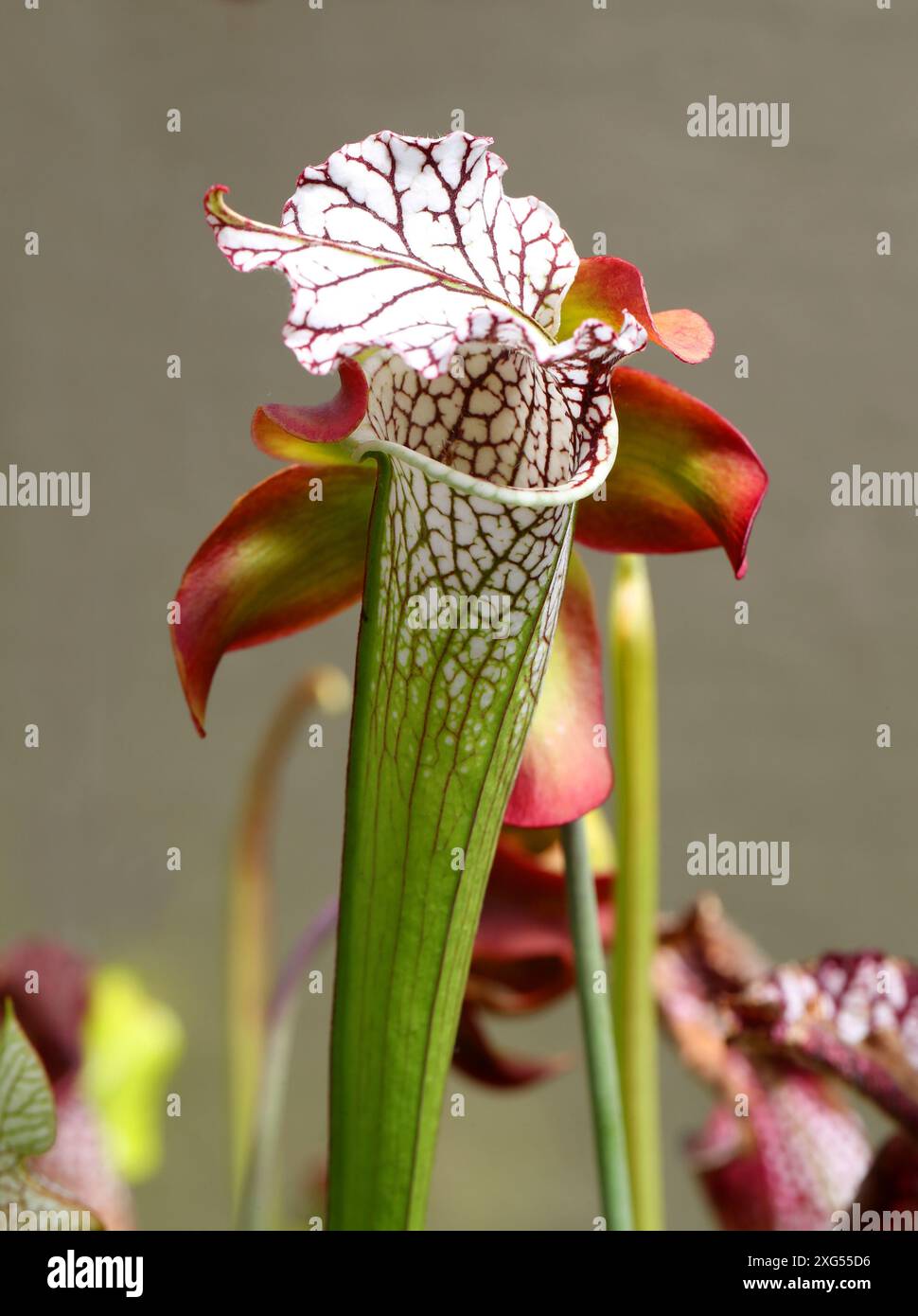 Pitcherplant cramoisi, feuille de trompette violette ou Pitcherplant blanc, Sarracenia leucophylla, Sarracenaceae. Amérique du Nord. Banque D'Images