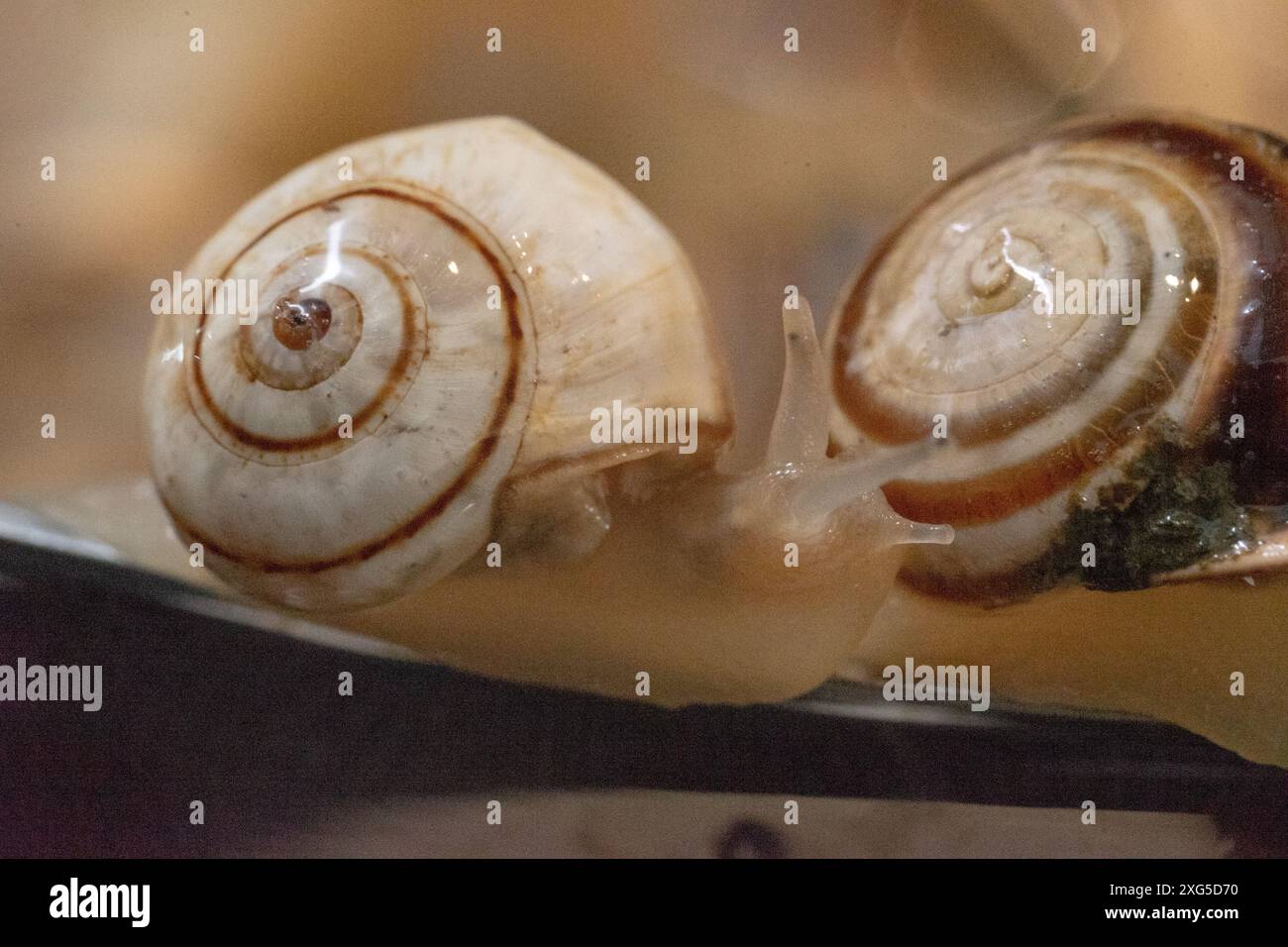 Escargots en cours de cuisson s'échappant de la casserole Banque D'Images
