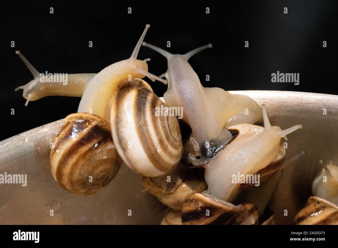 Escargots en cours de cuisson s'échappant de la casserole Banque D'Images