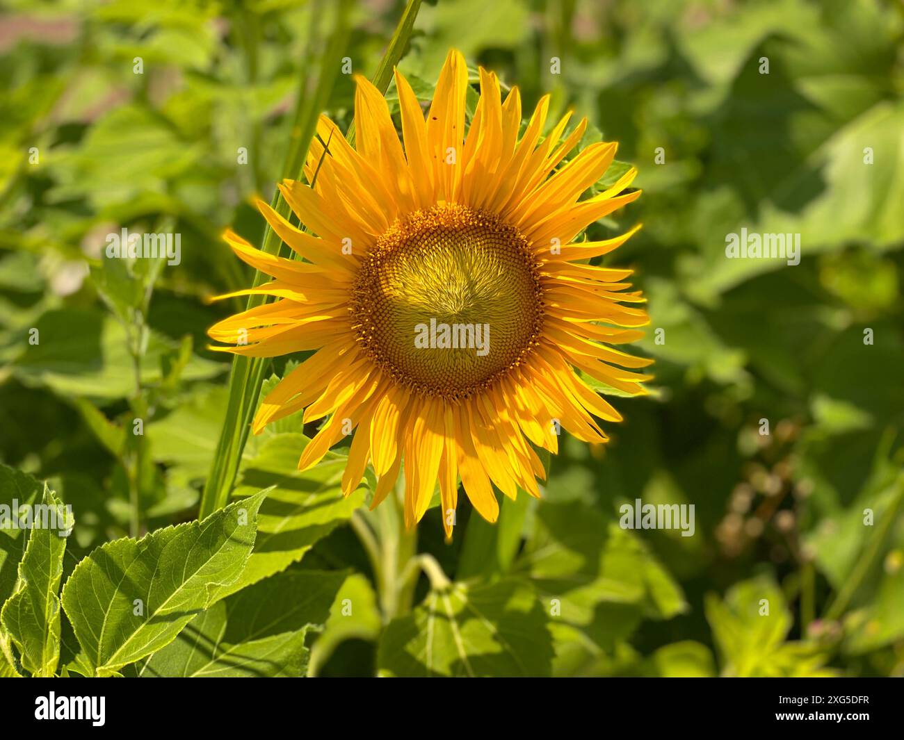 Tournesol dans le jardin dans la journée ensoleillée. Belle grande fleur jaune avec des pétales et des graines brillants Banque D'Images