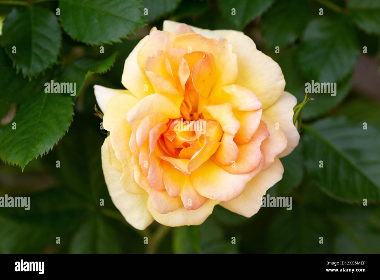 Fleur de rose jaune poussant sur le jardin extérieur. Rosa chinensis Banque D'Images