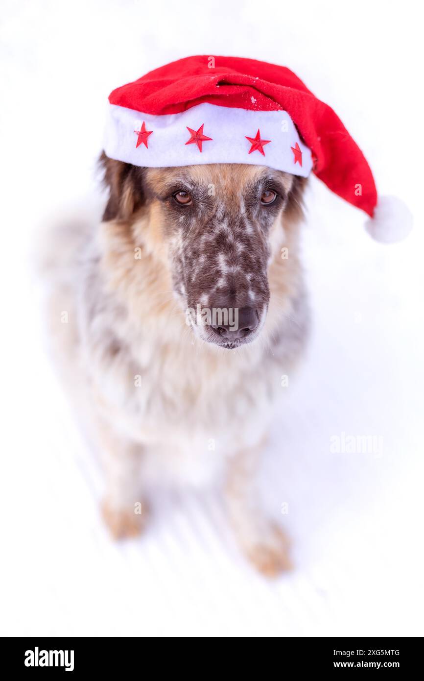 Grand chien mignon drôle dans le chapeau de père noël rouge assis dans la neige en hiver Banque D'Images