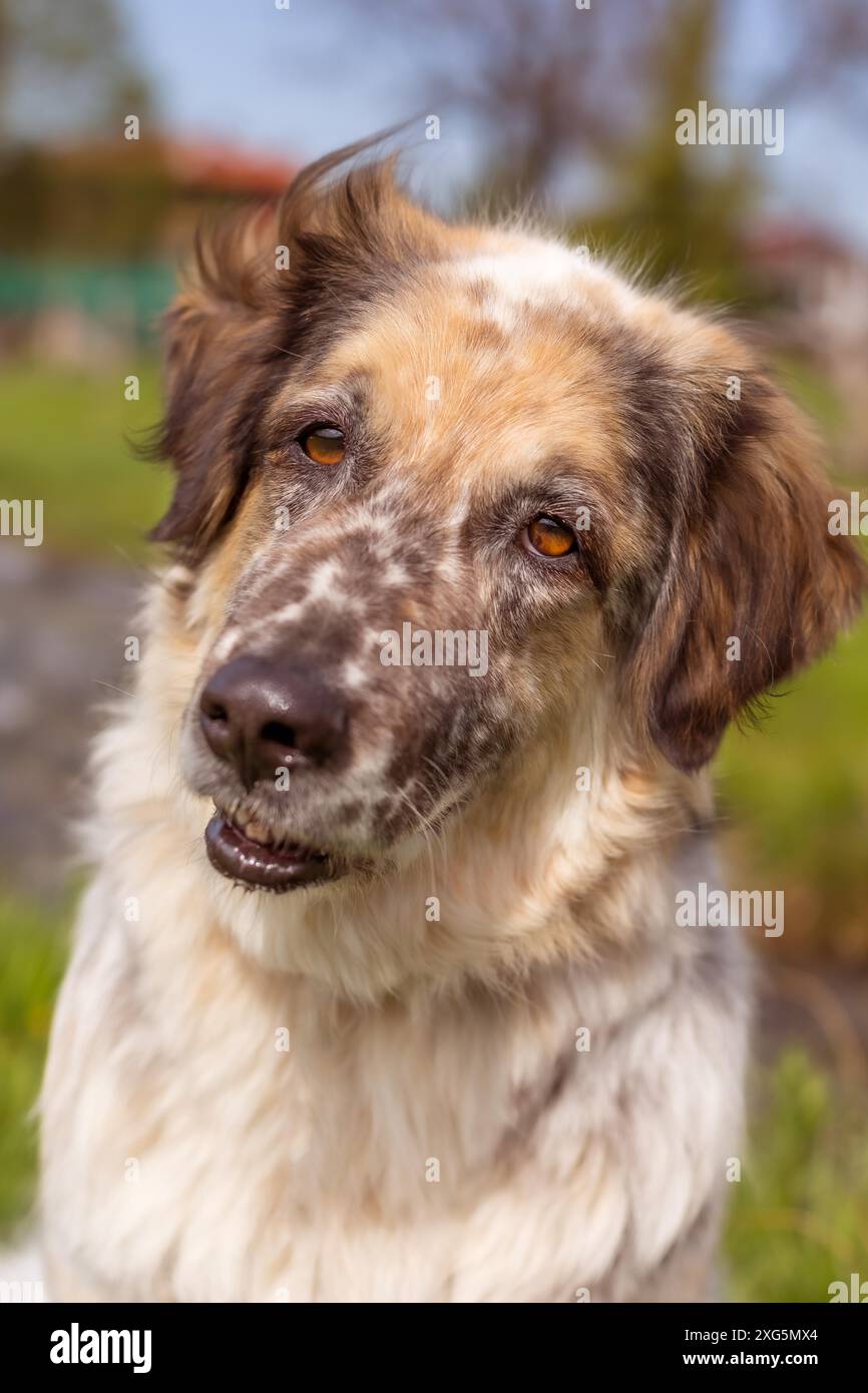 Grand portrait de chien moelleux, promenade en plein air en été Banque D'Images