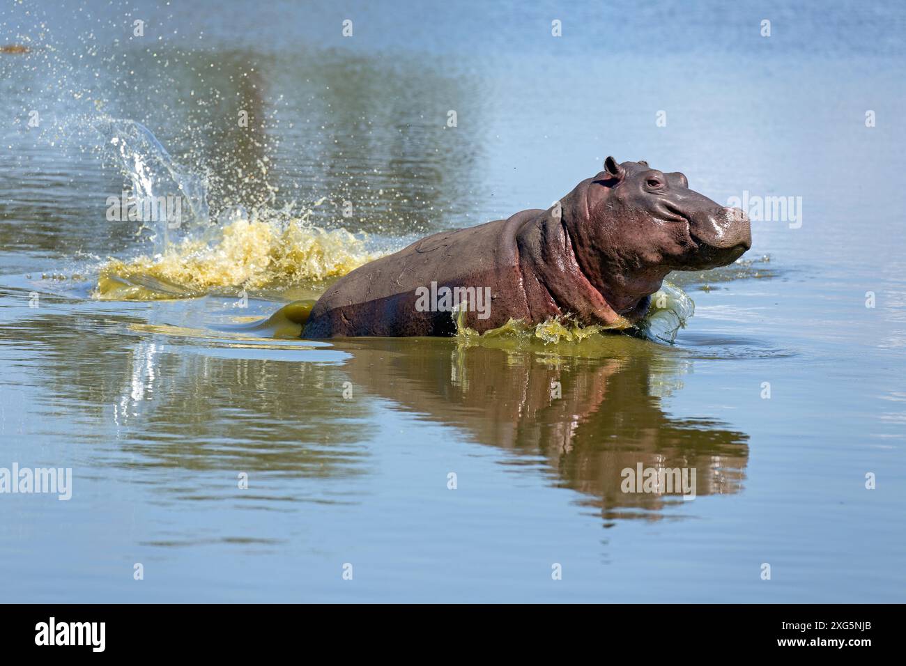 Hippopotame en fuite après avoir été frappé par un crocodile Banque D'Images