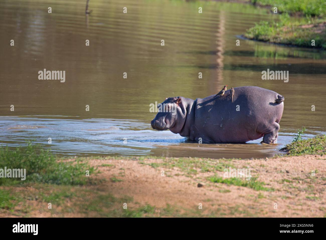 Hippopotame dans un trou d'eau dans le parc national Kruger en Afrique du Sud Banque D'Images