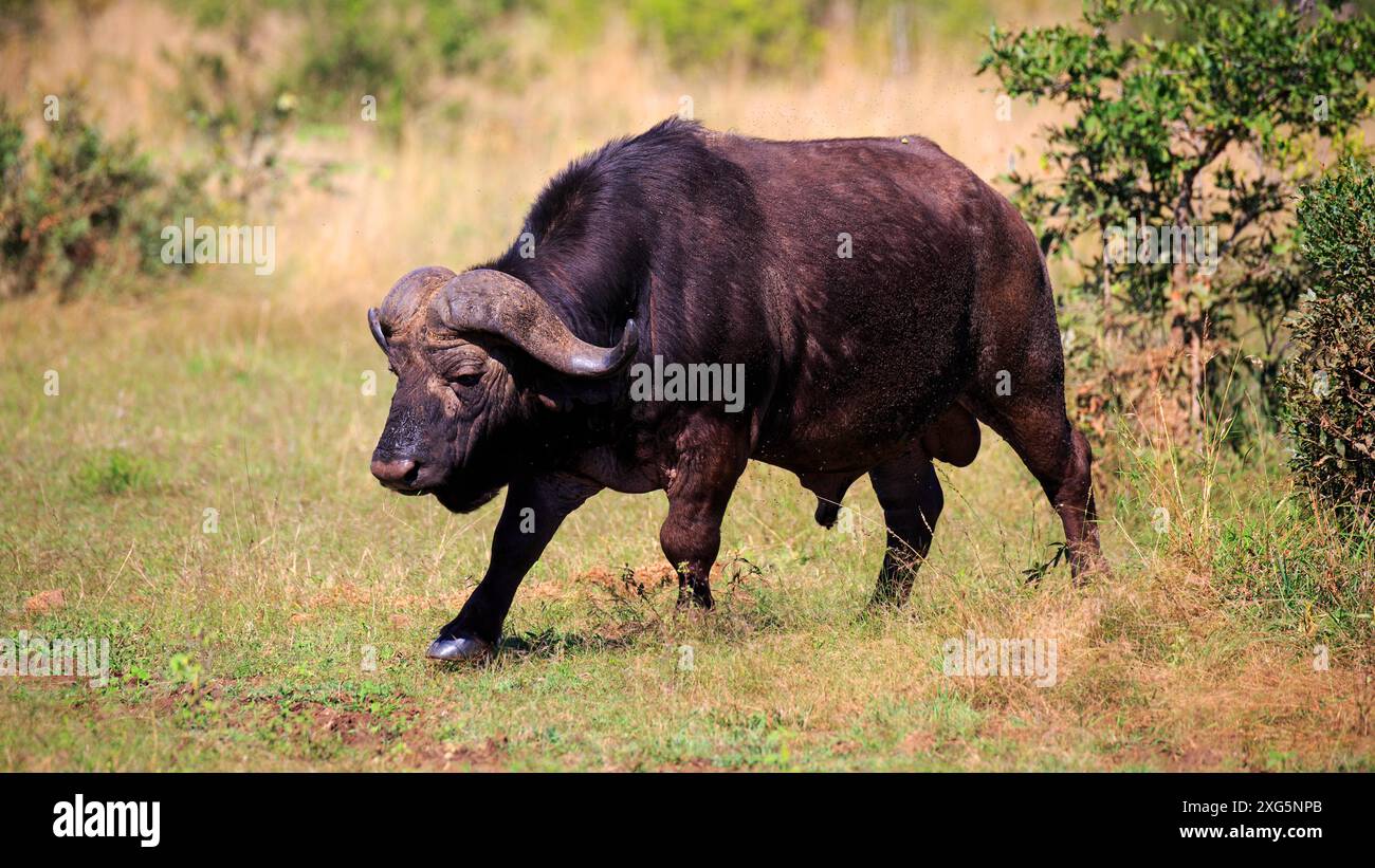 Buffalo dans le parc national Kruger en Afrique du Sud Banque D'Images