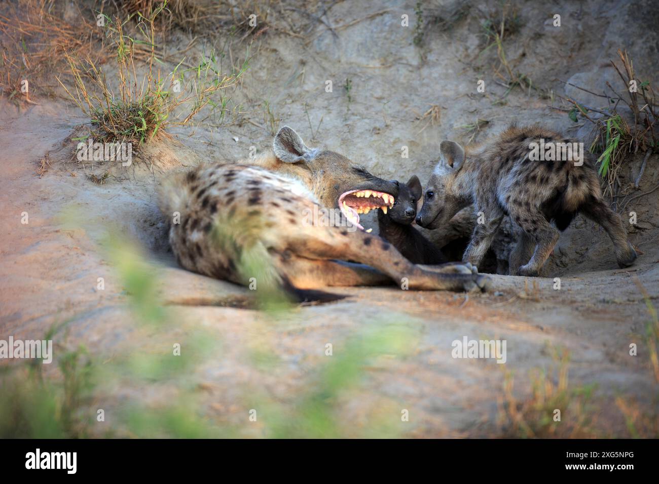 Hyena avec deux petits devant le repaire Banque D'Images