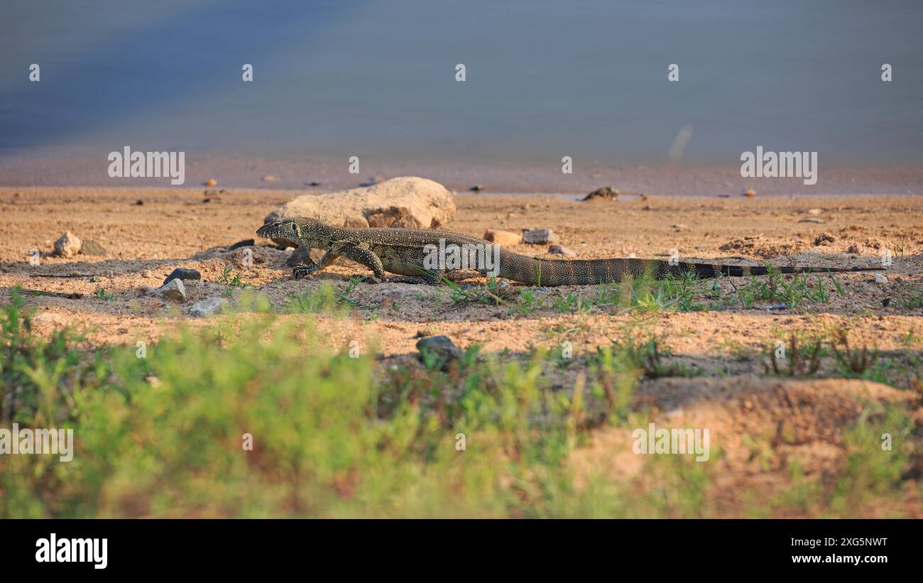 Lézard moniteur du Nil dans le parc national Kruger en Afrique du Sud Banque D'Images