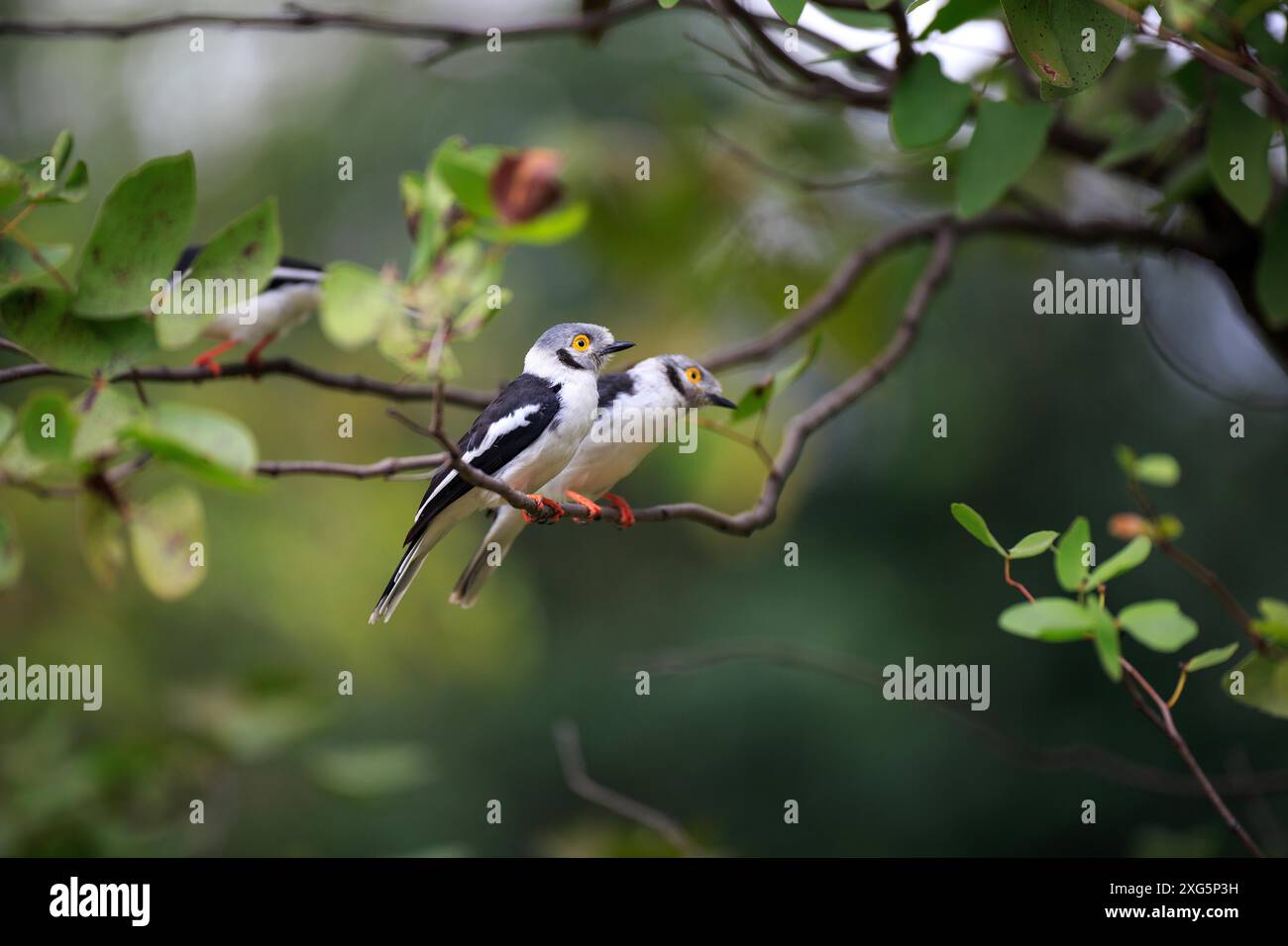 Shrike de Grande grise à crête blanche Banque D'Images