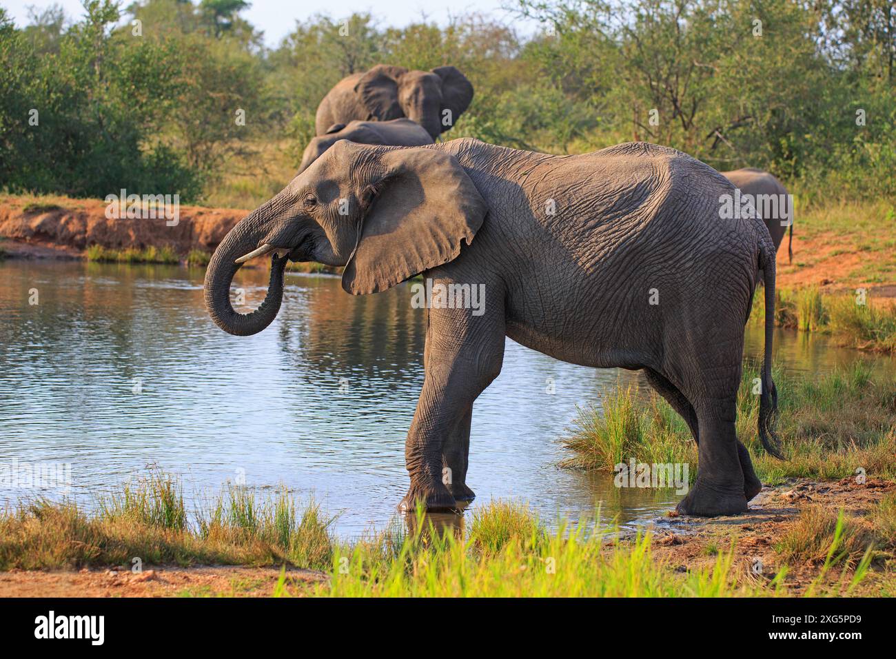 Éléphant buvant au trou d'eau Banque D'Images