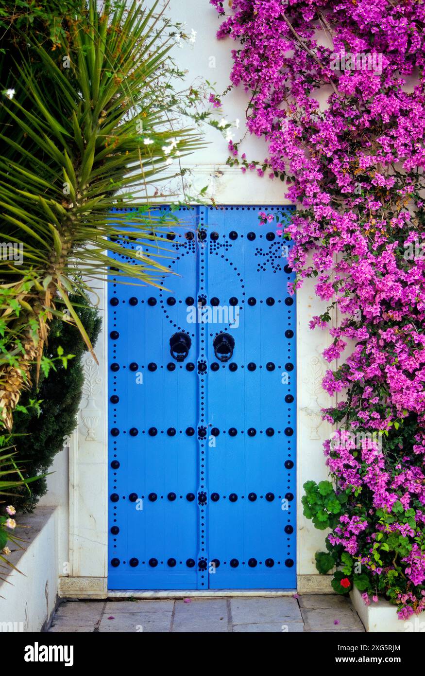 Tunisie, a déclaré Sidi Bou. Bougainvilliers à côté de la porte bleue à la maison privée. Le bleu et le blanc sont les couleurs traditionnelles des maisons de Sidi Bou Said. Banque D'Images