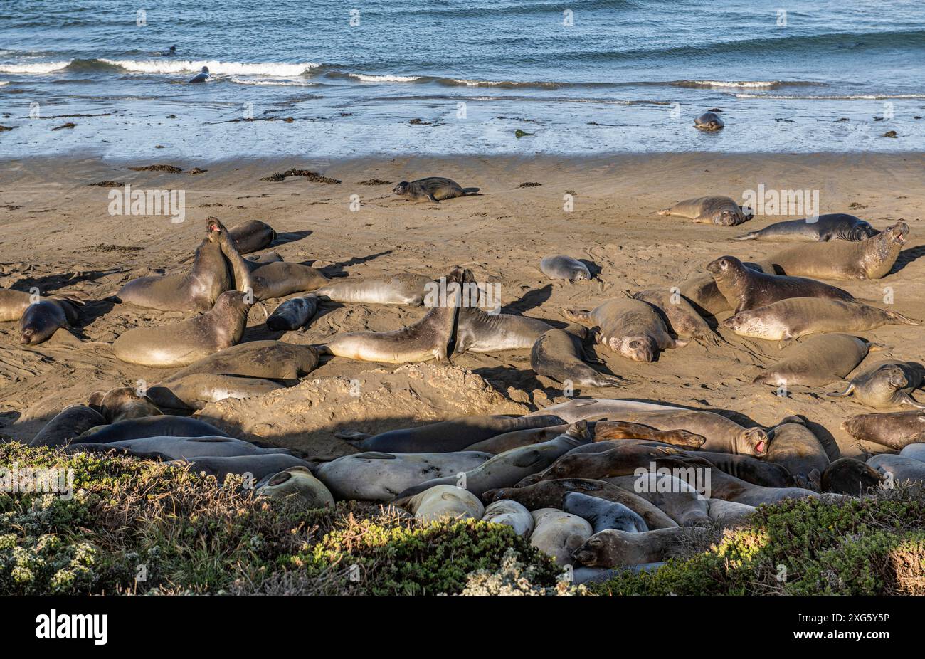 Sea Lions à la Pacific Coast Highway près de San Simeon, Californie, États-Unis Banque D'Images