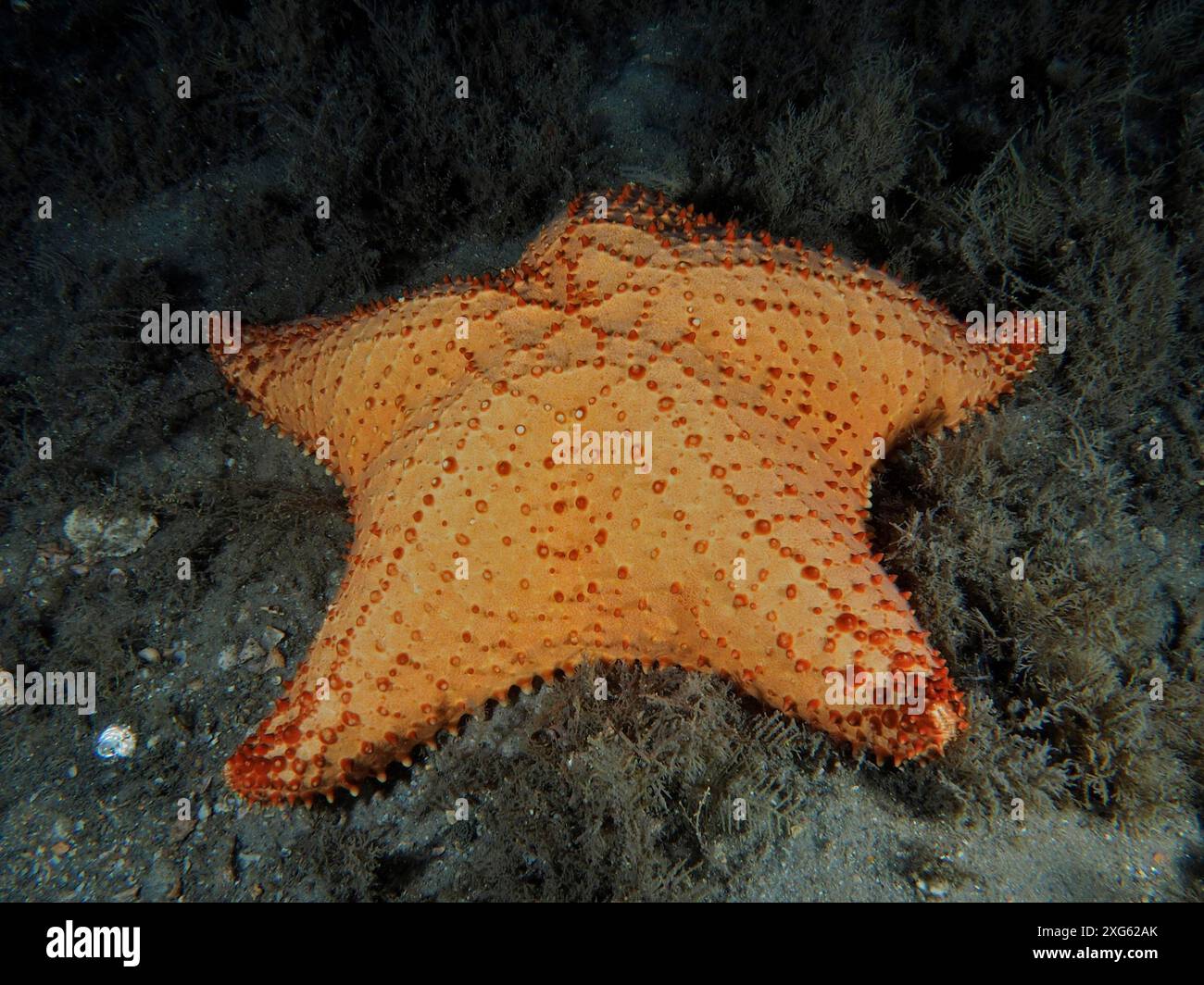 Une grande étoile de mer orange, l'étoile de mer à coussin rouge (Oreaster reticulatus), repose sur le fond marin la nuit. Site de plongée Blue Heron Bridge, Phil Foster Banque D'Images