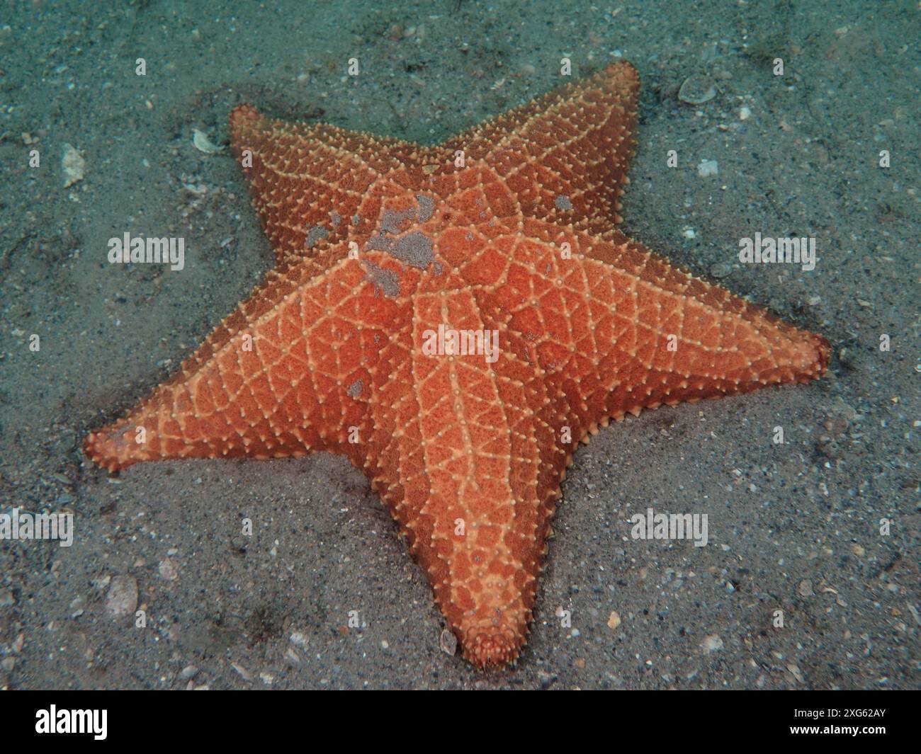 Une étoile de mer aux tons rouge et orange, l'étoile de mer en coussin rouge (Oreaster reticulatus), repose sur le fond marin sablonneux. Site de plongée Blue Heron Bridge, Phil Banque D'Images