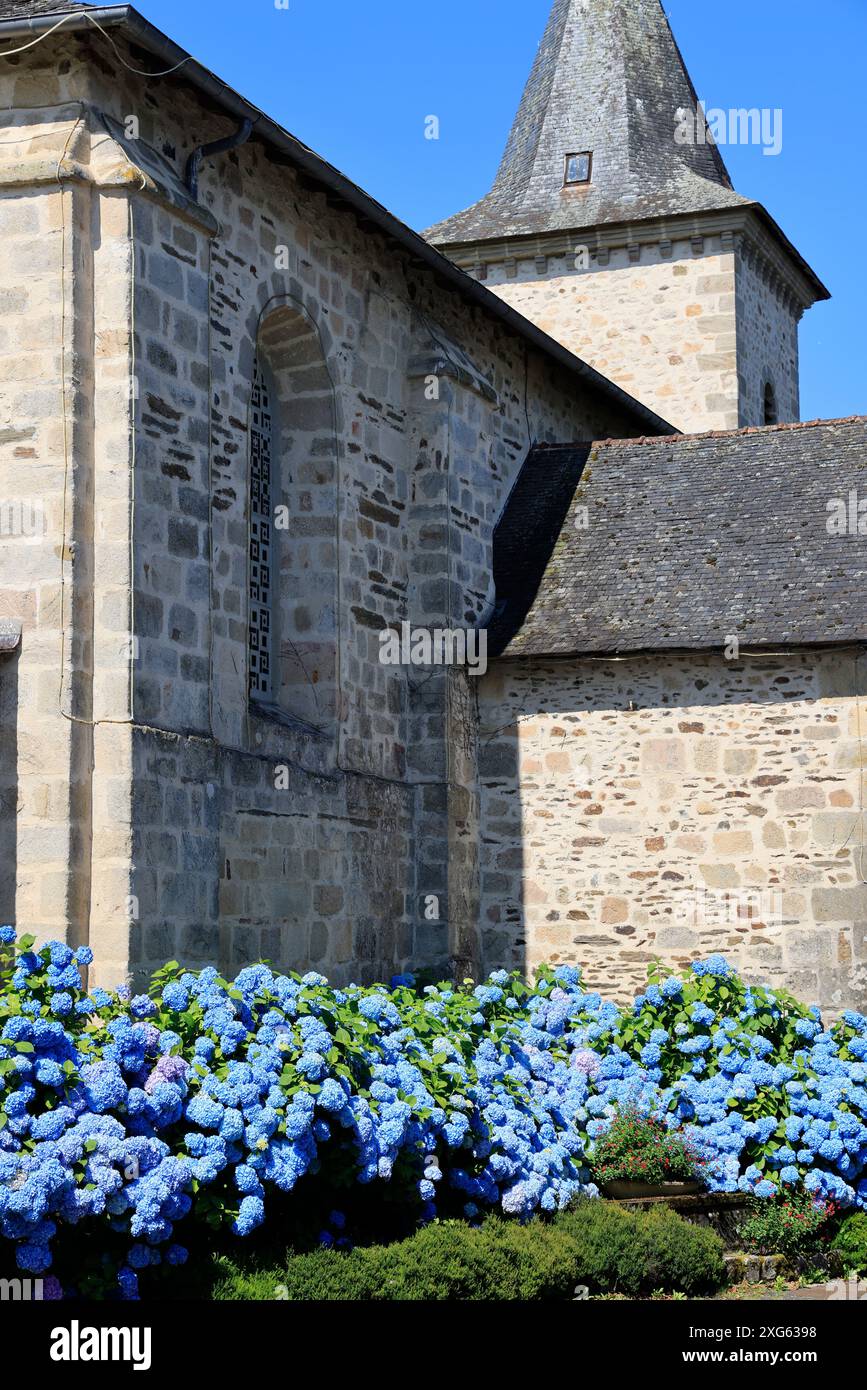 Hortensias en floraison au début de l'été. Fleurs et cadre de vie. Limousin, France, Europe. Crédit : photo de Hugo Martin/Alamy. Banque D'Images