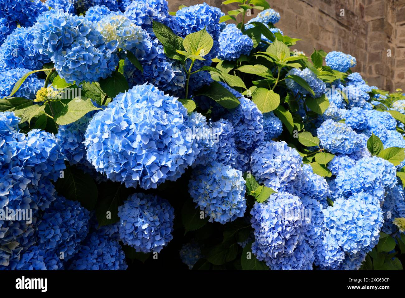 Hortensias en floraison au début de l'été. Fleurs et cadre de vie. Limousin, France, Europe. Crédit : photo de Hugo Martin/Alamy. Banque D'Images