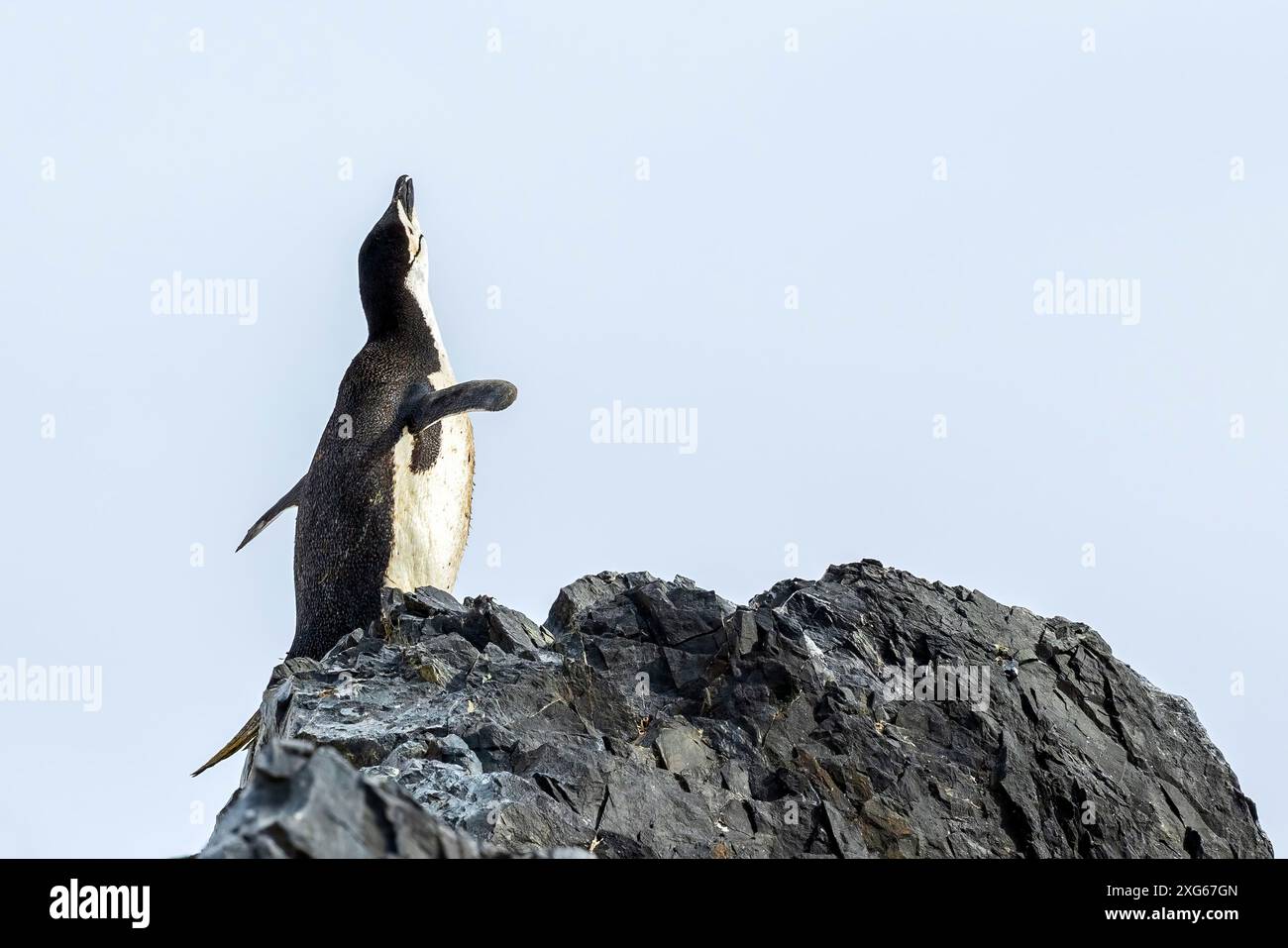 Manchot jugulaire criant sur l'affleurement rocheux sur les îles Duroch, Antarctique, mercredi 22 novembre 2023. Photo : David Rowland / One-Image.com Banque D'Images