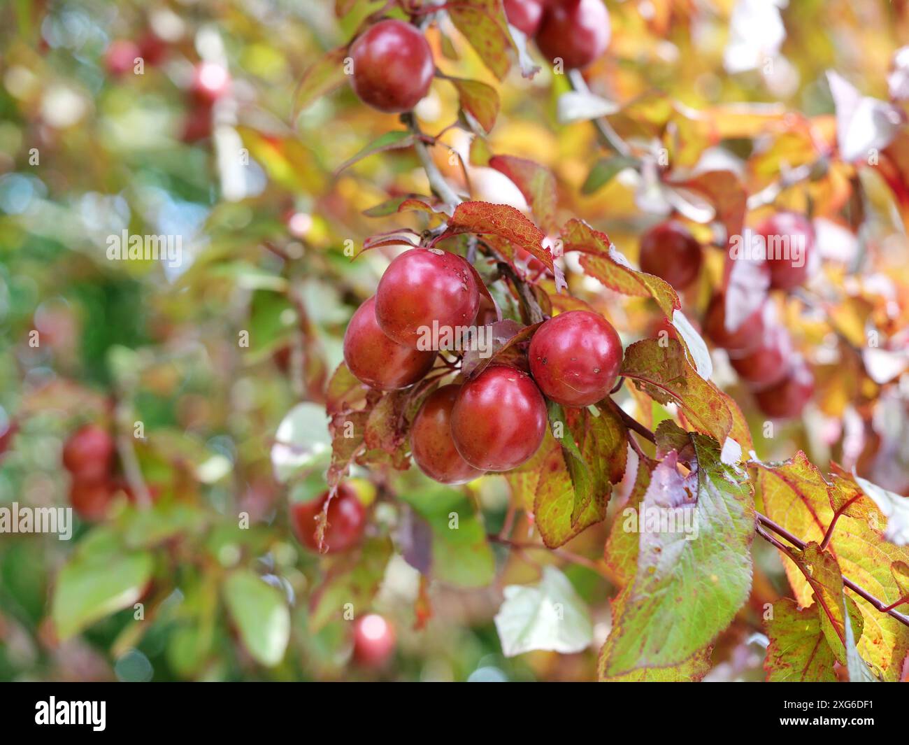 fruits du prunier à sang. Les fruits juteux rouges foncés donnent à l'arbre un aspect vif et attrayant en automne. Banque D'Images