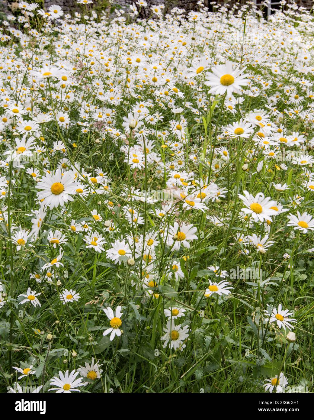 Marguerites aux yeux de bœuf dans une exposition saisissante au jardin Friends Meeting House à Settle, dans le Yorkshire du Nord. Banque D'Images