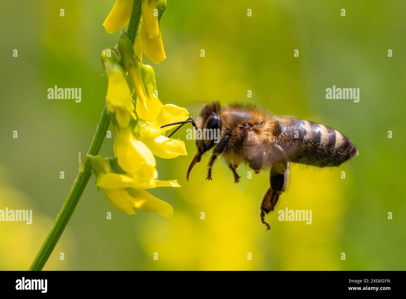 Honey Bee - Apis mellifera, insecte volant eusocial populaire commun originaire des prairies et des bois de la partie continentale de l'Afro-Eurasie, République tchèque. Banque D'Images