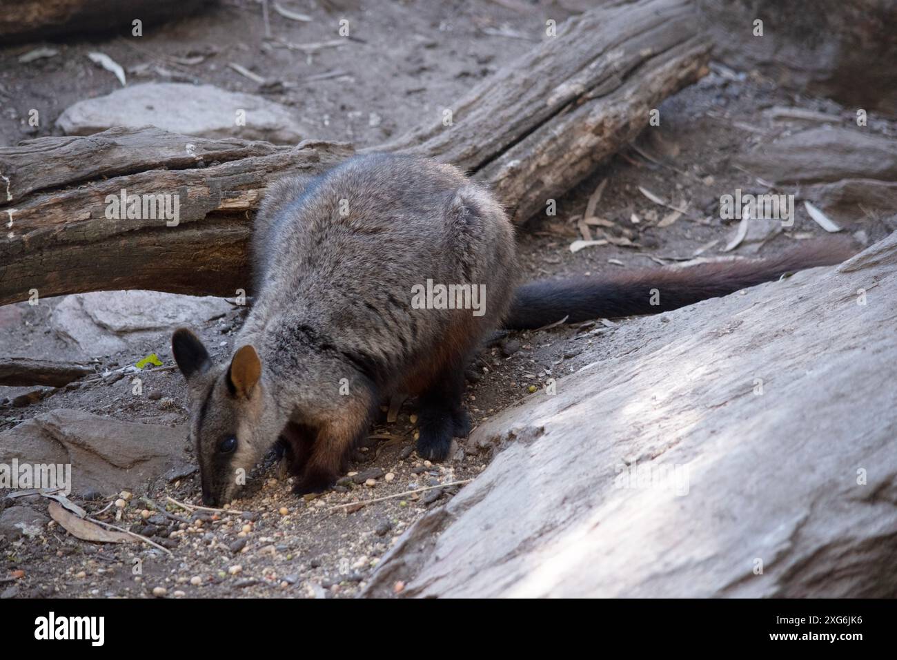 Le rocher wallaby à queue brisée méridionale a une longue queue sombre caractéristique qui est plus ardue vers la pointe. Banque D'Images