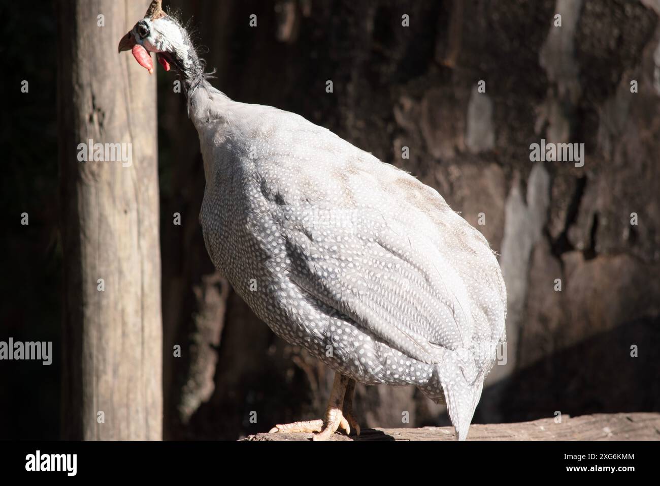 La pintade casquée est gris-noir tachetée de blanc. Comme les autres guineafowl, cette espèce a une tête sans plumes, Banque D'Images
