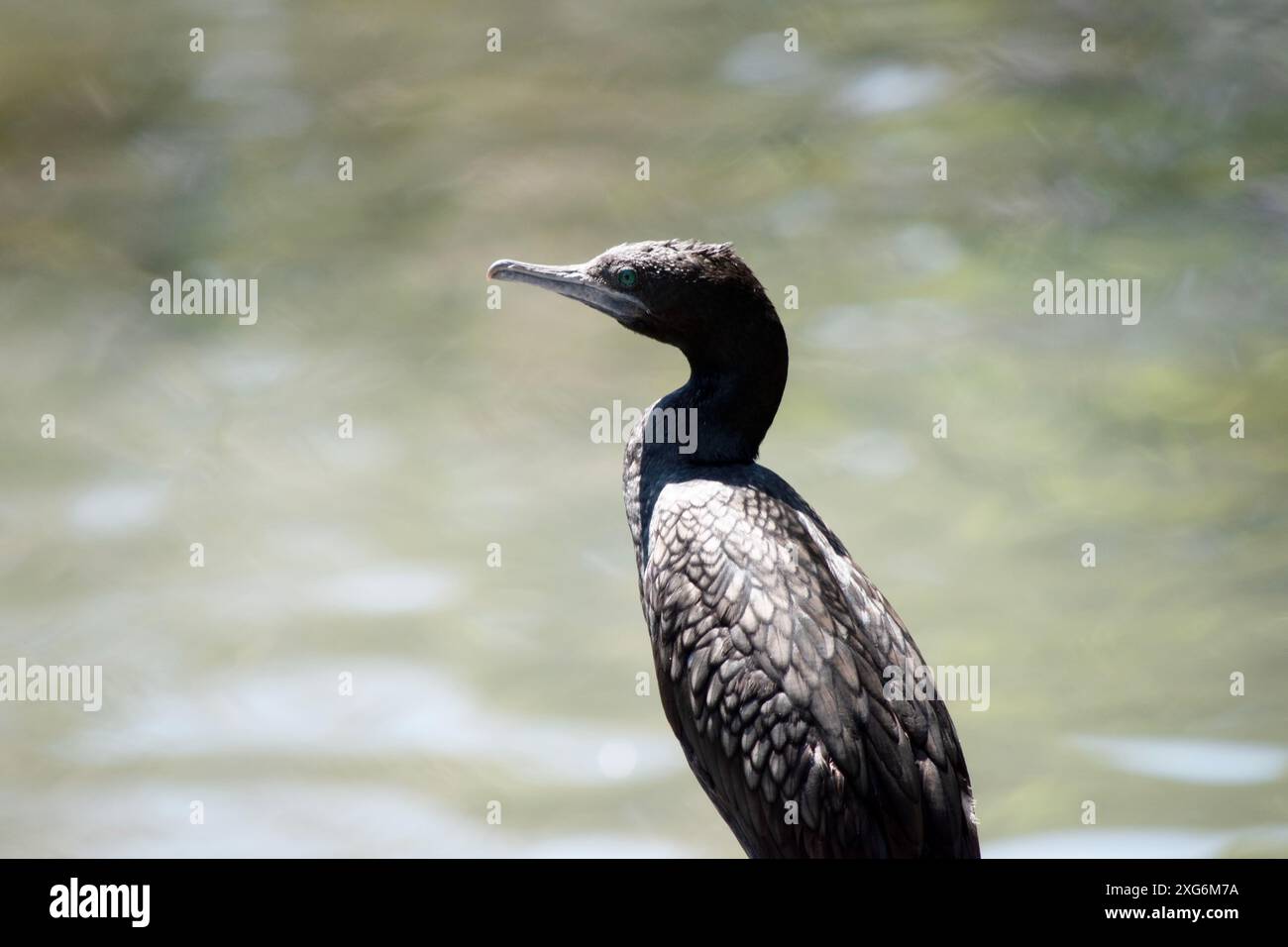 le petit cormoran noir est un oiseau de mer noir avec un œil bleu Banque D'Images