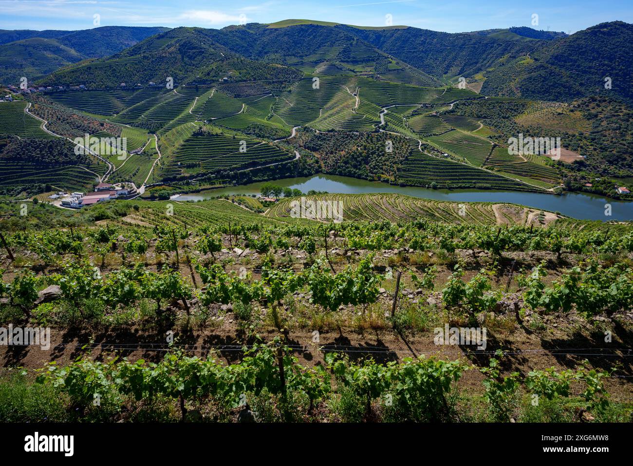 Vignobles sur des terrasses sur les collines de la vallée du Douro, Portugal, Europe Banque D'Images