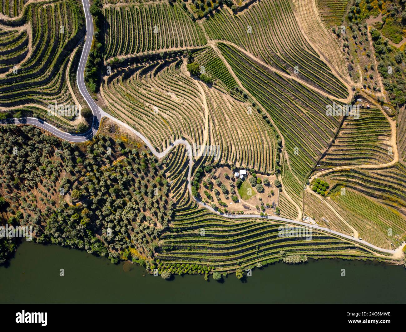 Vignobles sur des terrasses sur les collines de la vallée du Douro, Portugal, Europe Banque D'Images