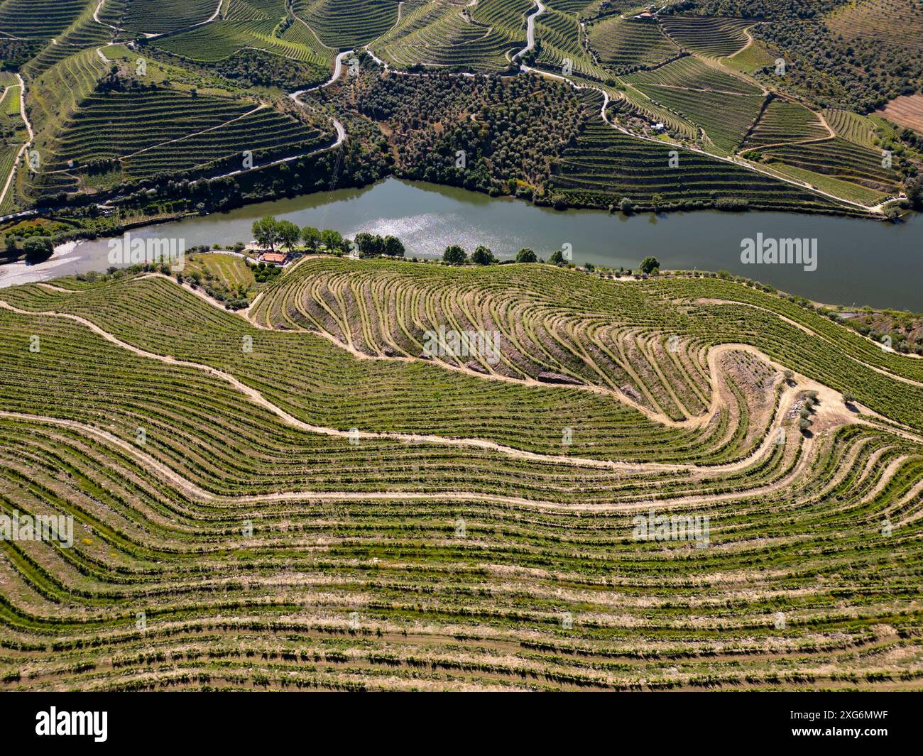 Vignobles sur des terrasses sur les collines de la vallée du Douro, Portugal, Europe Banque D'Images