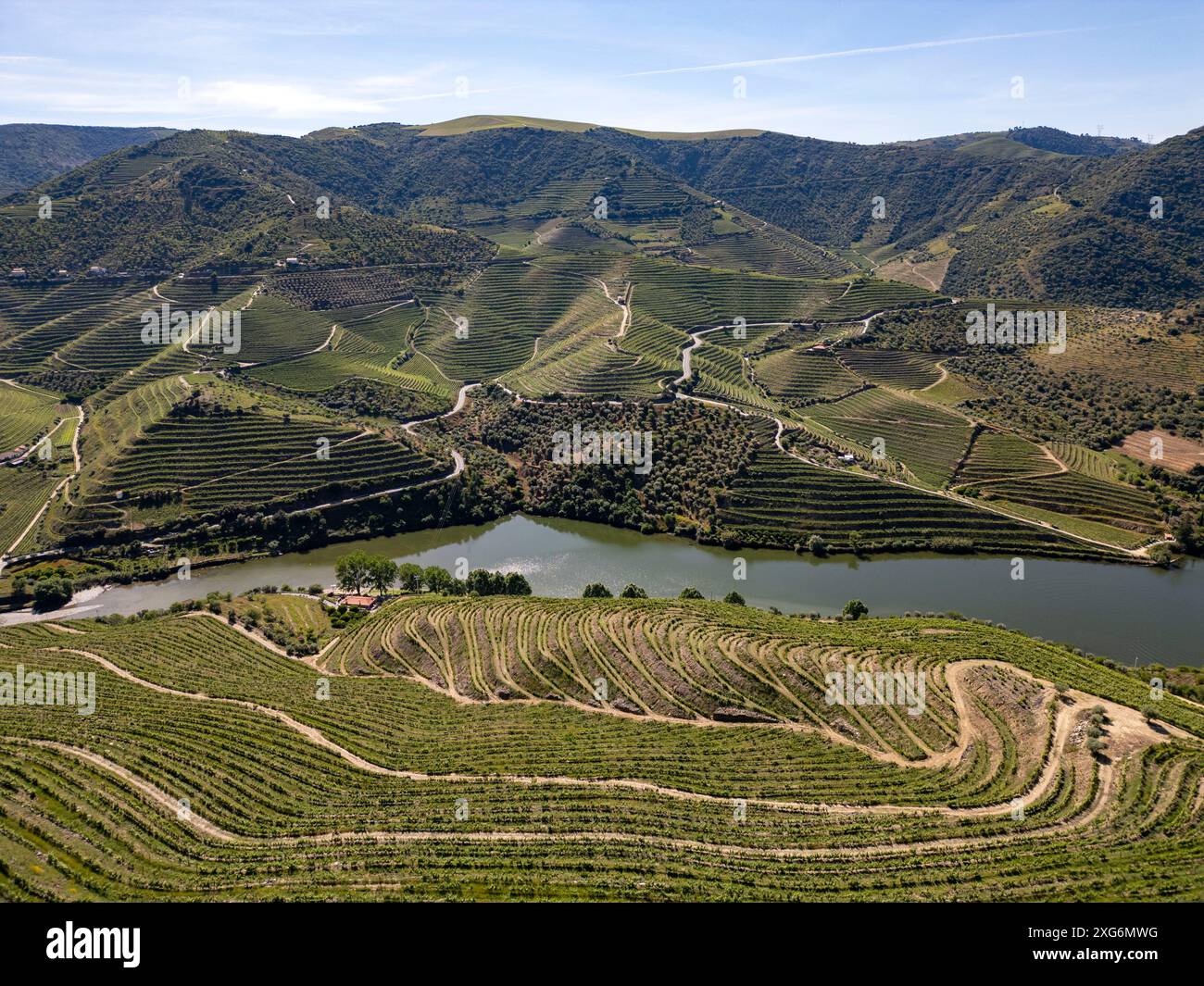 Vignobles sur des terrasses sur les collines de la vallée du Douro, Portugal, Europe Banque D'Images