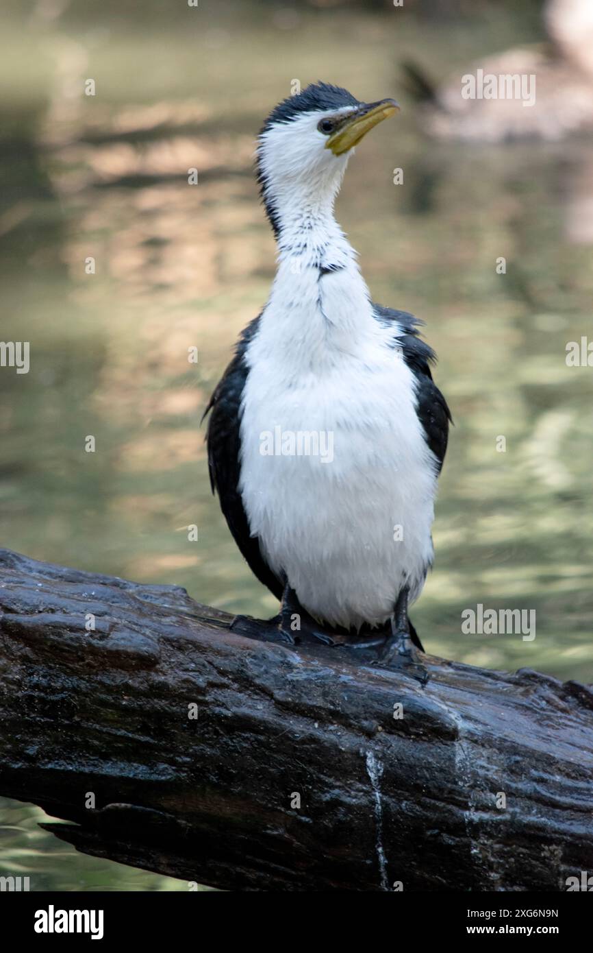 Le Cormorant à pied est un oiseau de taille moyenne avec des ailes noires et une queue noire. Il a un visage et une poitrine blancs. Banque D'Images