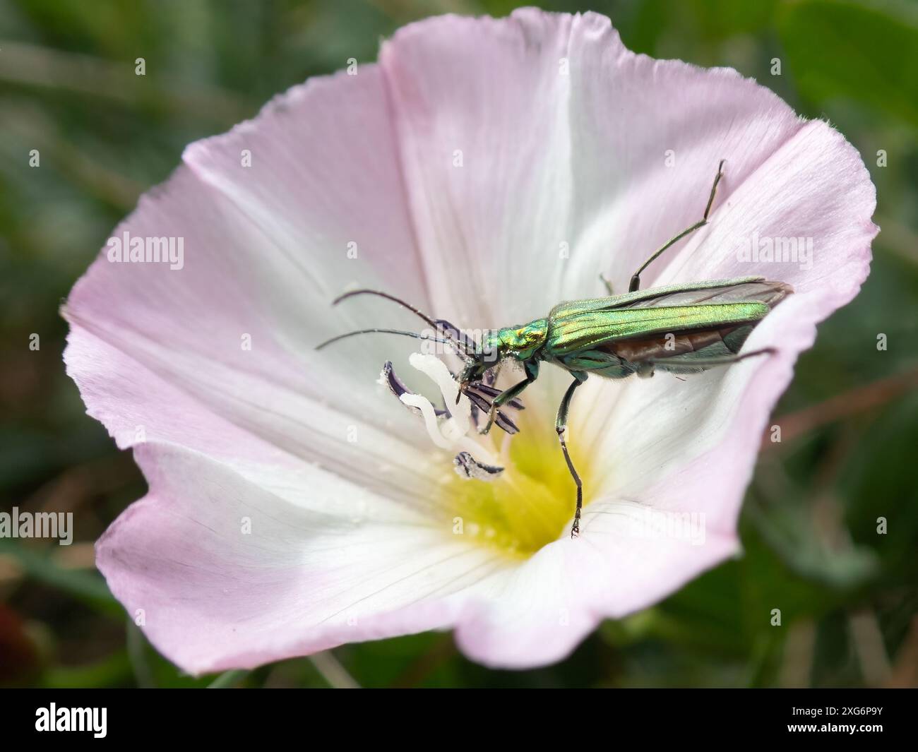 Une femelle verte irisée False Oil Beetle sur une fleur rose et blanche Sea Bindweed, recouverte de grains de pollen Banque D'Images