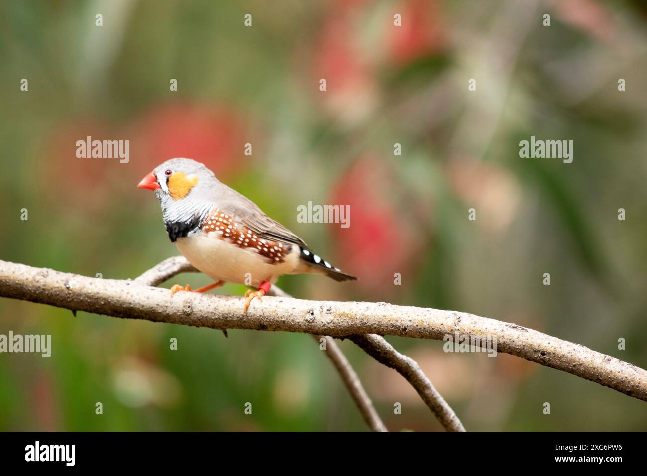 le zèbre mâle finch a un corps gris avec un blanc sous le ventre avec une queue noire et blanche. Il a des joues orange et une bande noire sur son visage Banque D'Images