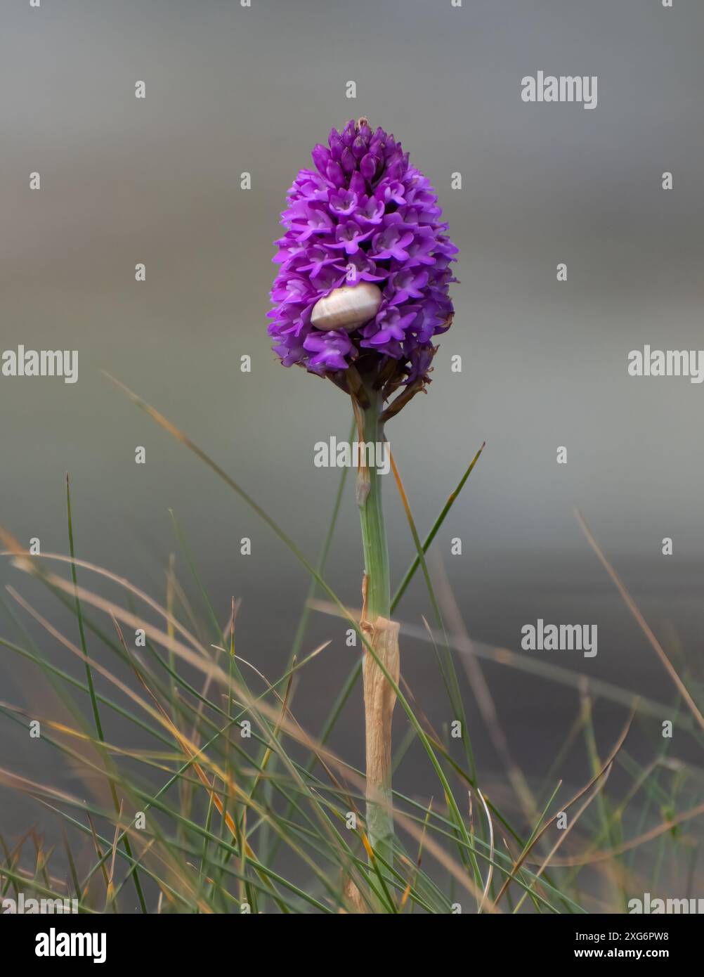 Une orchidée pyramidale avec un escargot blanc niché parmi les têtes de fleurs violettes, entouré de brins d'herbe Banque D'Images