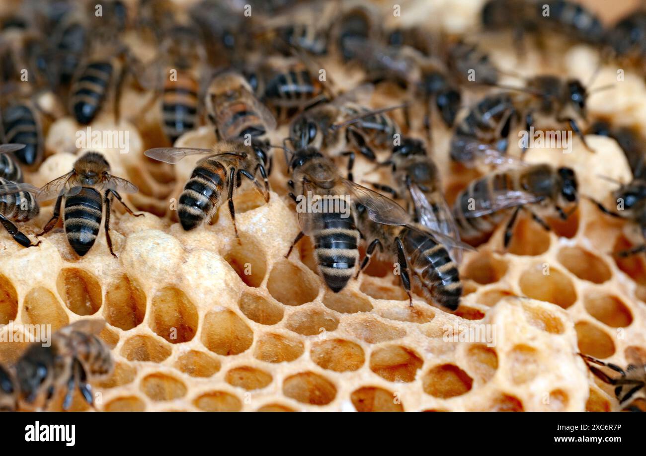 abeilles sur nid d'abeilles norfolk angleterre Banque D'Images