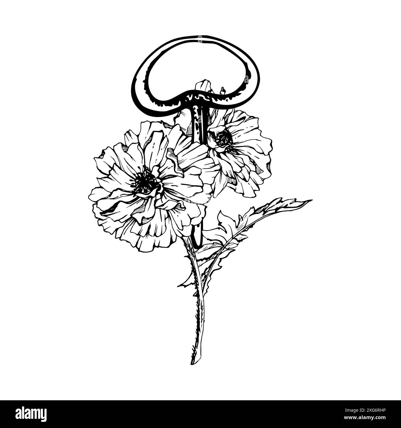 Clé vintage dessinée à la main à l'encre vectorielle avec fleur d'anémone rose pivoine papave coquelicot, feuilles. Composition isolée sur blanc. Mariage design, fleuriste de tatouage Illustration de Vecteur