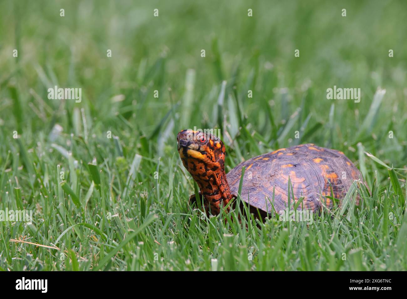 Une tortue bordée commune (Terrapene carolina) dans une prairie verte dans le parc Banque D'Images