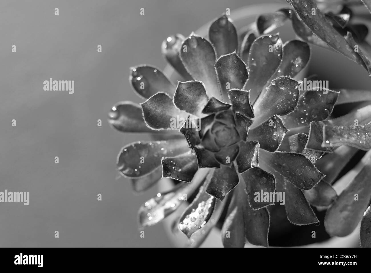 Fleur Aeonium Schwarzkopf succulente. Laisse la plante. Arboreum Black Rose. Fond gris Banque D'Images