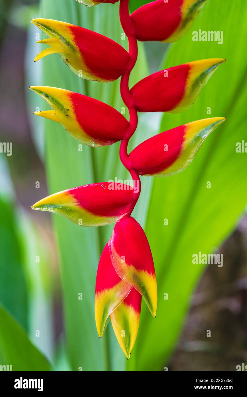 Vue rapprochée de la fleur rouge vif jaune et vert de Heliconia rostrata tropicale aka griffe de homard suspendue ou faux oiseau de paradis isolé à l'extérieur Banque D'Images