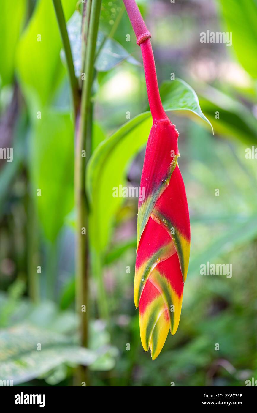 Vue rapprochée de l'inflorescence rouge jaune et verte d'heliconia rostrata aka griffe de homard suspendue ou faux oiseau de paradis isolé à l'extérieur Banque D'Images Vue rapprochée de l'inflorescence rouge jaune et verte d'heliconia rostrata aka griffe de homard suspendue ou faux oiseau de paradis isolé à l'extérieur Banque D'Images