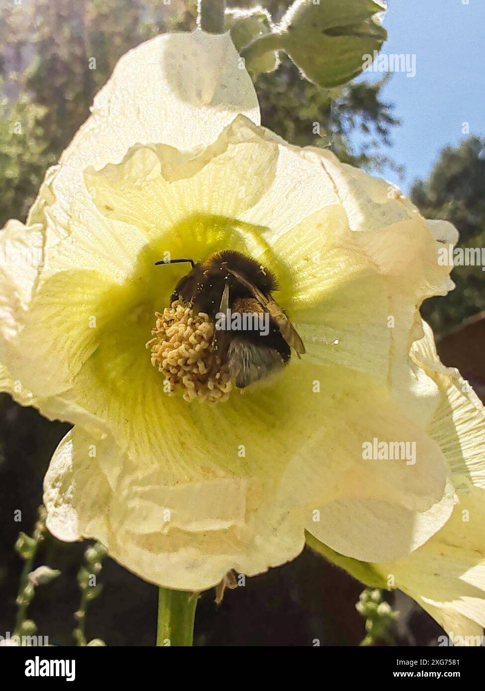 Bourdon à l'intérieur de la fleur de mauve jaune, pollinisation. Banque D'Images