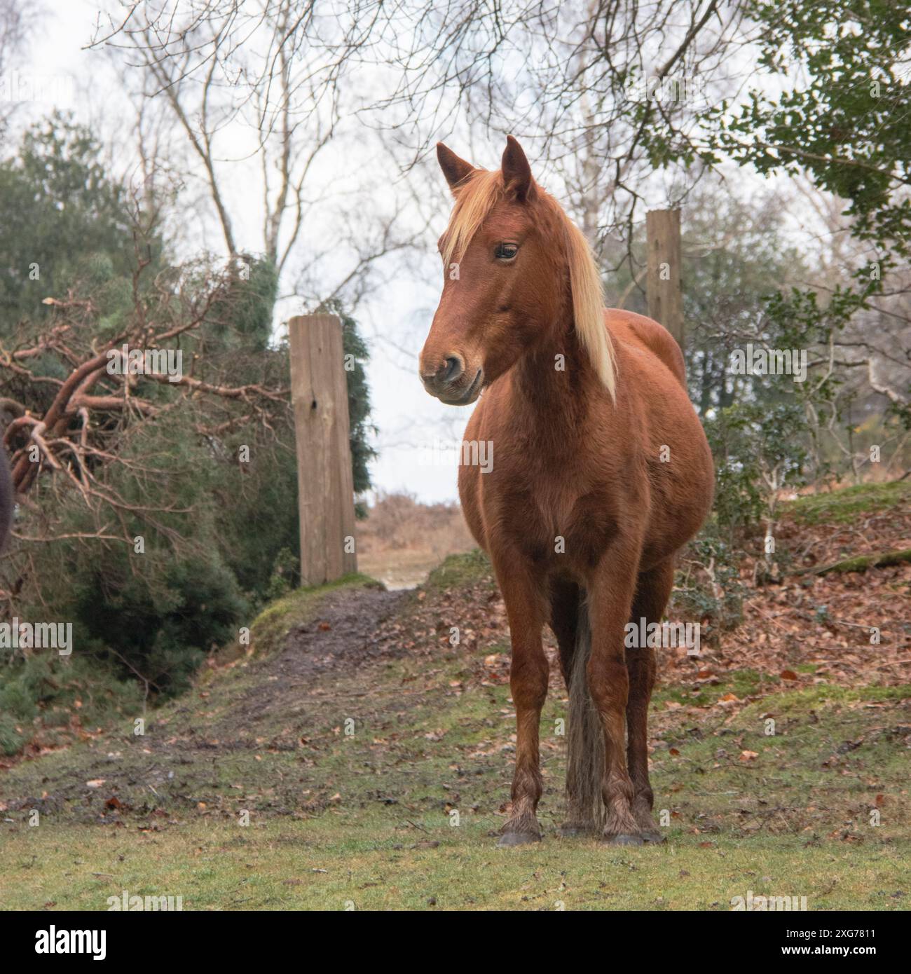 Wild New Forest Pony Hampshire UK couleur brune avec des stands de crinière pâle dans les clairières herbeuses à la fin de l'automne Banque D'Images
