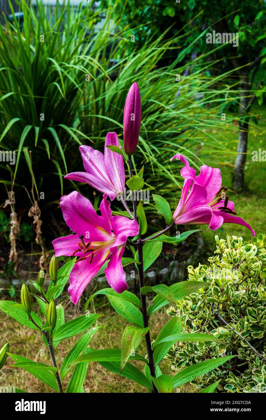 Lis orientaux dans un paysage de jardin urbain informel.. Banque D'Images